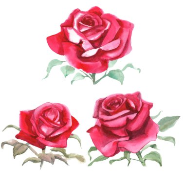 Kırmızı güller. Suluboya Çizimi. İzole edilmiş 