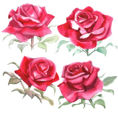Kırmızı güller. Suluboya Çizimi. İzole edilmiş 