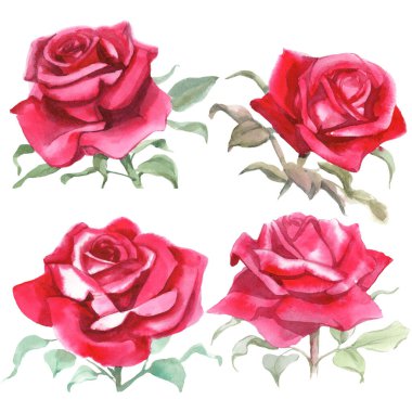 Kırmızı güller. Suluboya Çizimi. İzole edilmiş 