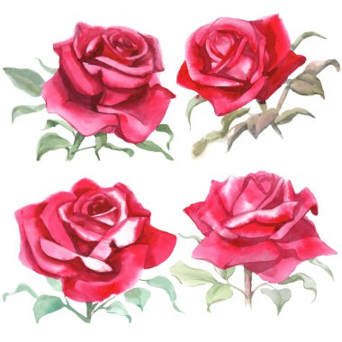 Kırmızı güller. Suluboya Çizimi. İzole edilmiş 