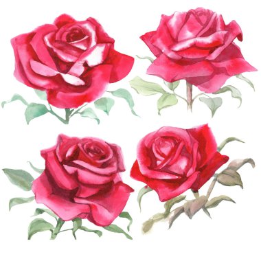 Kırmızı güller. Suluboya Çizimi. İzole edilmiş 