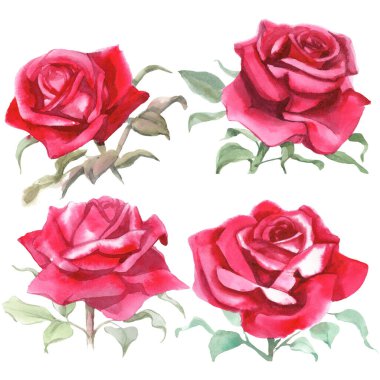 Kırmızı güller. Suluboya Çizimi. İzole edilmiş 