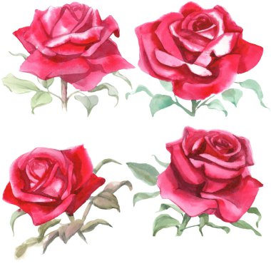 Kırmızı güller. Suluboya Çizimi. İzole edilmiş 