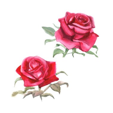 Kırmızı güller. Suluboya Çizimi. İzole edilmiş 