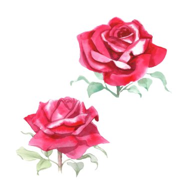 Kırmızı güller. Suluboya Çizimi. İzole edilmiş 