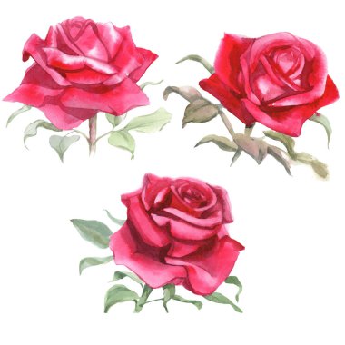 Kırmızı güller. Suluboya Çizimi. İzole edilmiş 