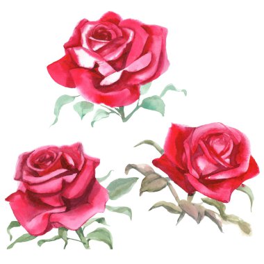 suluboya pembe gül çiçekleri boyuyor