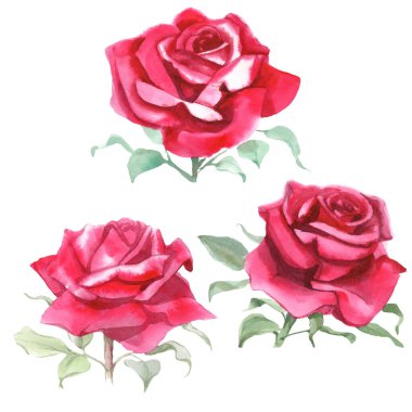 Kırmızı güller. Suluboya Çizimi. İzole edilmiş 