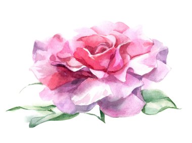 Pembe ve kırmızı güller. Suluboya Çizimi. İzole edilmiş. Yüksek kalite fotoğraf