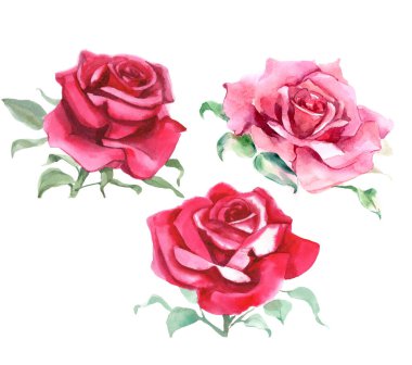 Pembe ve kırmızı güller. Suluboya Çizimi. İzole edilmiş. Yüksek kalite fotoğraf