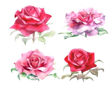 Pembe ve kırmızı güller. Suluboya Çizimi. İzole edilmiş. Yüksek kalite fotoğraf