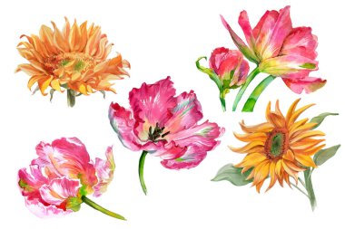 Bir dizi suluboya ayçiçeği ve beyaza izole edilmiş lale çiçekleri. Yüksek kalite fotoğraf