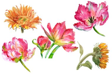 Bir dizi suluboya ayçiçeği ve beyaza izole edilmiş lale çiçekleri. Yüksek kalite fotoğraf