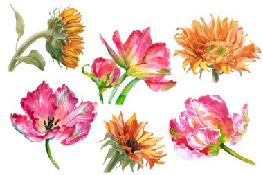 Bir dizi suluboya ayçiçeği ve beyaza izole edilmiş lale çiçekleri. Yüksek kalite fotoğraf