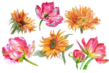 Bir dizi suluboya ayçiçeği ve beyaza izole edilmiş lale çiçekleri. Yüksek kalite fotoğraf