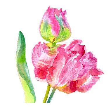 Suluboya lale çiçekleri. Suluboya çizimi. Yüksek kalite fotoğraf