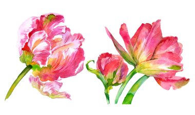 Suluboya lale çiçekleri. Suluboya çizimi. Yüksek kalite fotoğraf