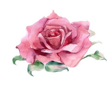 Pembe ve kırmızı güller. Suluboya Çizimi. İzole edilmiş. Yüksek kalite fotoğraf
