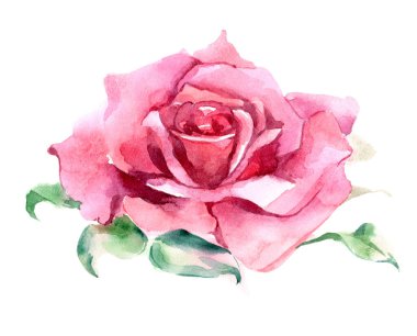 Pembe ve kırmızı güller. Suluboya Çizimi. İzole edilmiş. Yüksek kalite fotoğraf