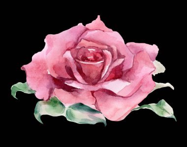 Pembe ve kırmızı güller. Suluboya Çizimi. İzole edilmiş. Yüksek kalite fotoğraf