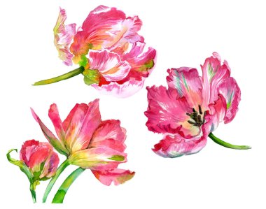 Suluboya lale çiçekleri. Suluboya çizimi. Yüksek kalite fotoğraf
