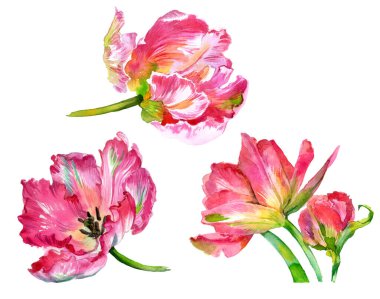 Suluboya lale çiçekleri. Suluboya çizimi. Yüksek kalite fotoğraf
