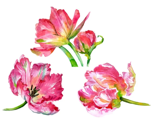 Suluboya lale çiçekleri. Suluboya çizimi. Yüksek kalite fotoğraf