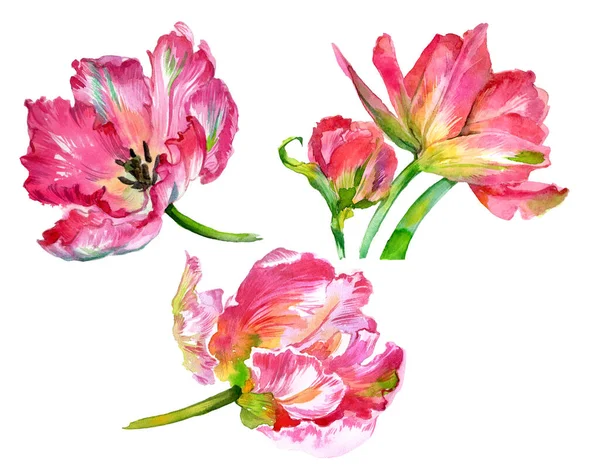 Suluboya lale çiçekleri. Suluboya çizimi. Yüksek kalite fotoğraf