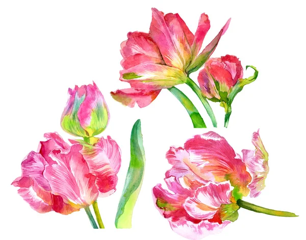 Suluboya lale çiçekleri. Suluboya çizimi. Yüksek kalite fotoğraf