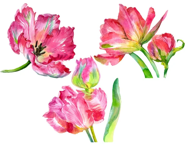 Suluboya lale çiçekleri. Suluboya çizimi. Yüksek kalite fotoğraf