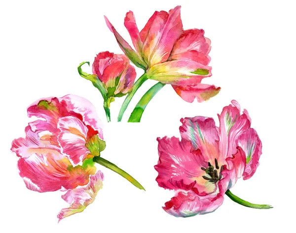 Suluboya lale çiçekleri. Suluboya çizimi. Yüksek kalite fotoğraf