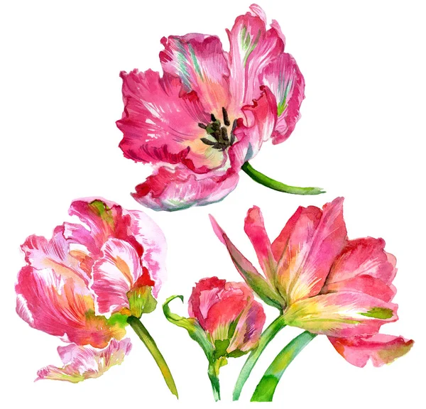 Suluboya lale çiçekleri. Suluboya çizimi. Yüksek kalite fotoğraf