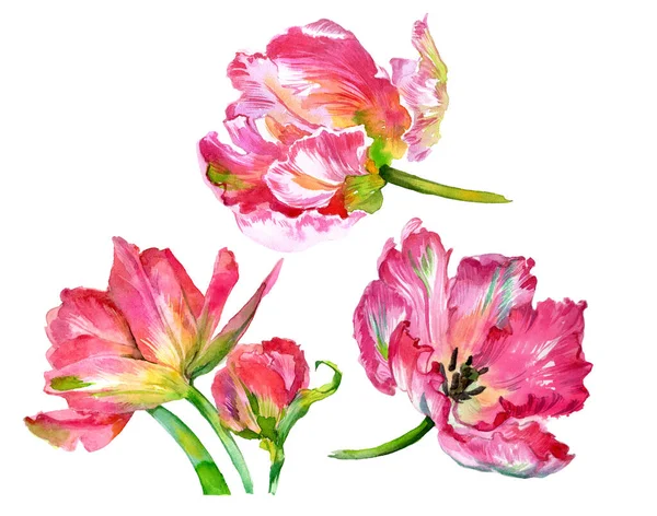 Suluboya lale çiçekleri. Suluboya çizimi. Yüksek kalite fotoğraf