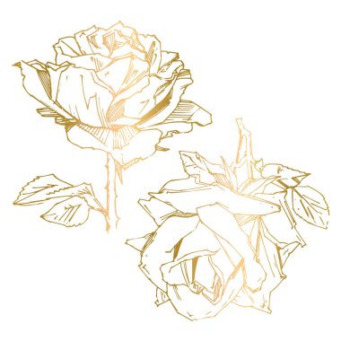 El çizimi gül. Vektör çizimi. Klasik dövme tarzı gül. Tasarım için çiçek motifi çizimi.