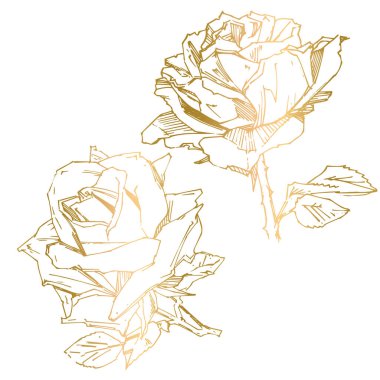 El çizimi gül. Vektör çizimi. Klasik dövme tarzı gül. Tasarım için çiçek motifi çizimi.