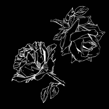 El çizimi gül. Vektör çizimi. Klasik dövme tarzı gül. Tasarım için çiçek motifi çizimi.