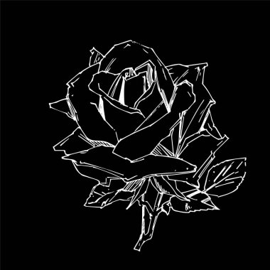 El çizimi gül. Vektör çizimi. Klasik dövme tarzı gül. Tasarım için çiçek motifi çizimi.