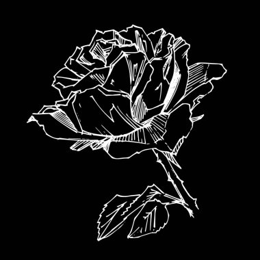 El çizimi gül. Vektör çizimi. Klasik dövme tarzı gül. Tasarım için çiçek motifi çizimi.