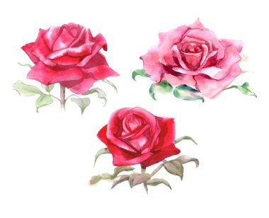 Pembe ve kırmızı güller. Suluboya Çizimi. İzole edilmiş. Yüksek kalite fotoğraf