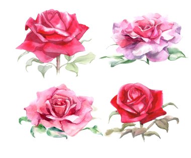 Pembe ve kırmızı güller. Suluboya Çizimi. İzole edilmiş. Yüksek kalite fotoğraf