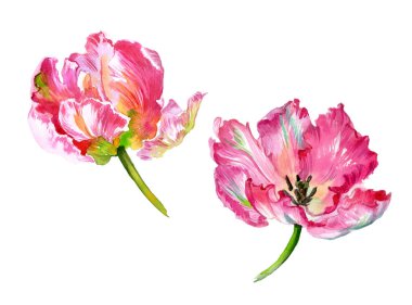 Suluboya lale çiçekleri. Suluboya çizimi. Yüksek kalite fotoğraf