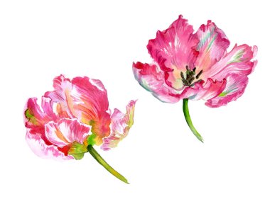 Suluboya lale çiçekleri. Suluboya çizimi. Yüksek kalite fotoğraf