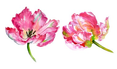 Suluboya lale çiçekleri. Suluboya çizimi. Yüksek kalite fotoğraf