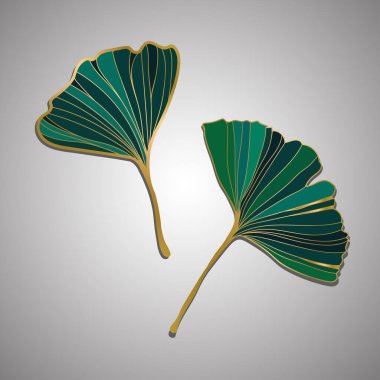 Ginkgo biloba yaprağının vektör çizimi. mürekkep çizgisi tasarımı izole