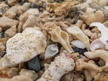 Deniz kıyısı kumu, deniz kabukları, ağıllar, taşlar, kayalar sahildeki arka plan dokusu. Yüksek kalite fotoğraf