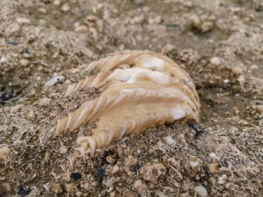 Kızıl Deniz 'in kıyısındaki büyük deniz kabuğu. Yüksek kalite fotoğraf