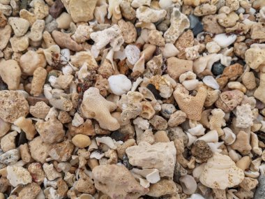 Deniz kıyısı kumu, deniz kabukları, ağıllar, taşlar, kayalar sahildeki arka plan dokusu. Yüksek kalite fotoğraf