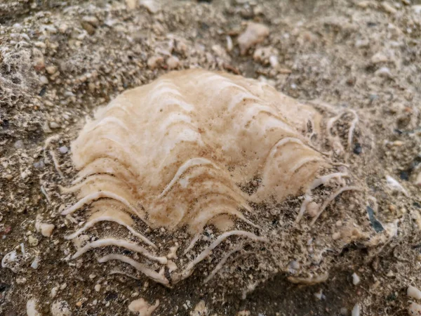 Grande Conchiglia Sulla Riva Del Mare Sulla Costa Del Mare — Foto Stock