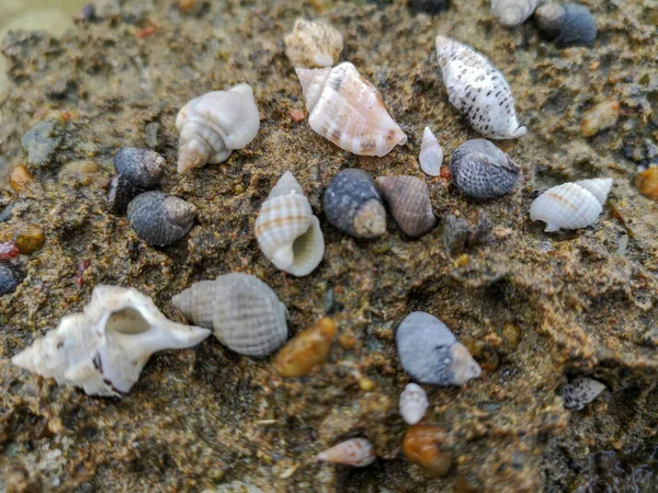 Havssand Skal Koraller Stenar Stenar Bakgrund Struktur Stranden Högkvalitativt Foto — Stockfoto