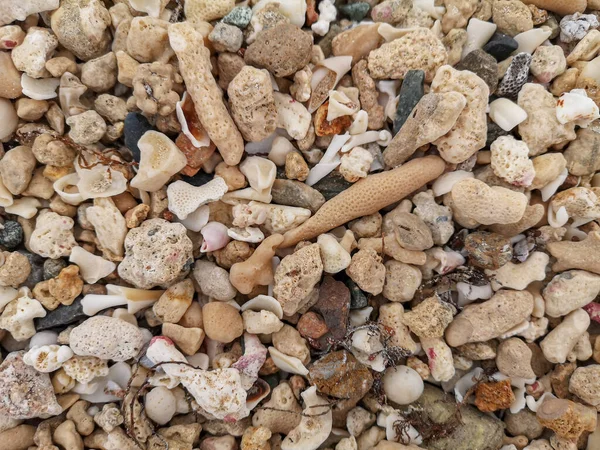 Sand Der Küste Muscheln Korallen Steine Felsen Hintergrundstruktur Strand Hochwertiges — Stockfoto